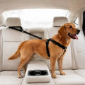 Golden retriever secured in back seat with adjustable pet car seat belt harness for dogs and cats