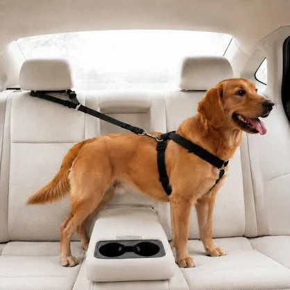 Golden retriever secured in back seat with adjustable pet car seat belt harness for dogs and cats